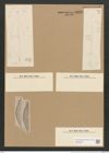 Amphora acuta Greg. (de-Toni-Nr.: Genus 36, Species 1523) Zeichnungen Sammlung Grunow Nr. 2947 (NHMW-BOT-W0370298)